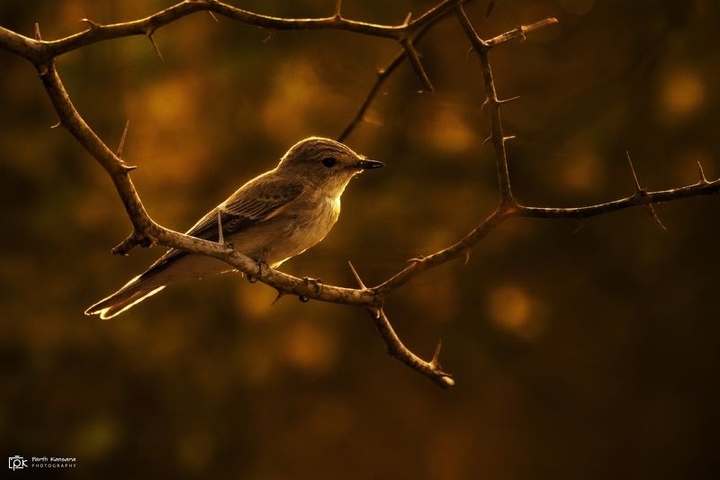 spotted flycatcher, muscicapa striata, grk, greater rann of kutch, nature, 35awards, 35photo, wildlife, birds, birds of india, parth kansara, parth kansara wildlife, indian wildlife, photo, photography, kutch, birds of kutch, nakhatrana, kutch wildlife, Spotted Flycatcher (Muscicapa striata) фото превью