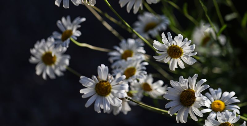 white daisies,  black, background,makro, nature, close-up, plants, flowers white daisies on the black background фото превью