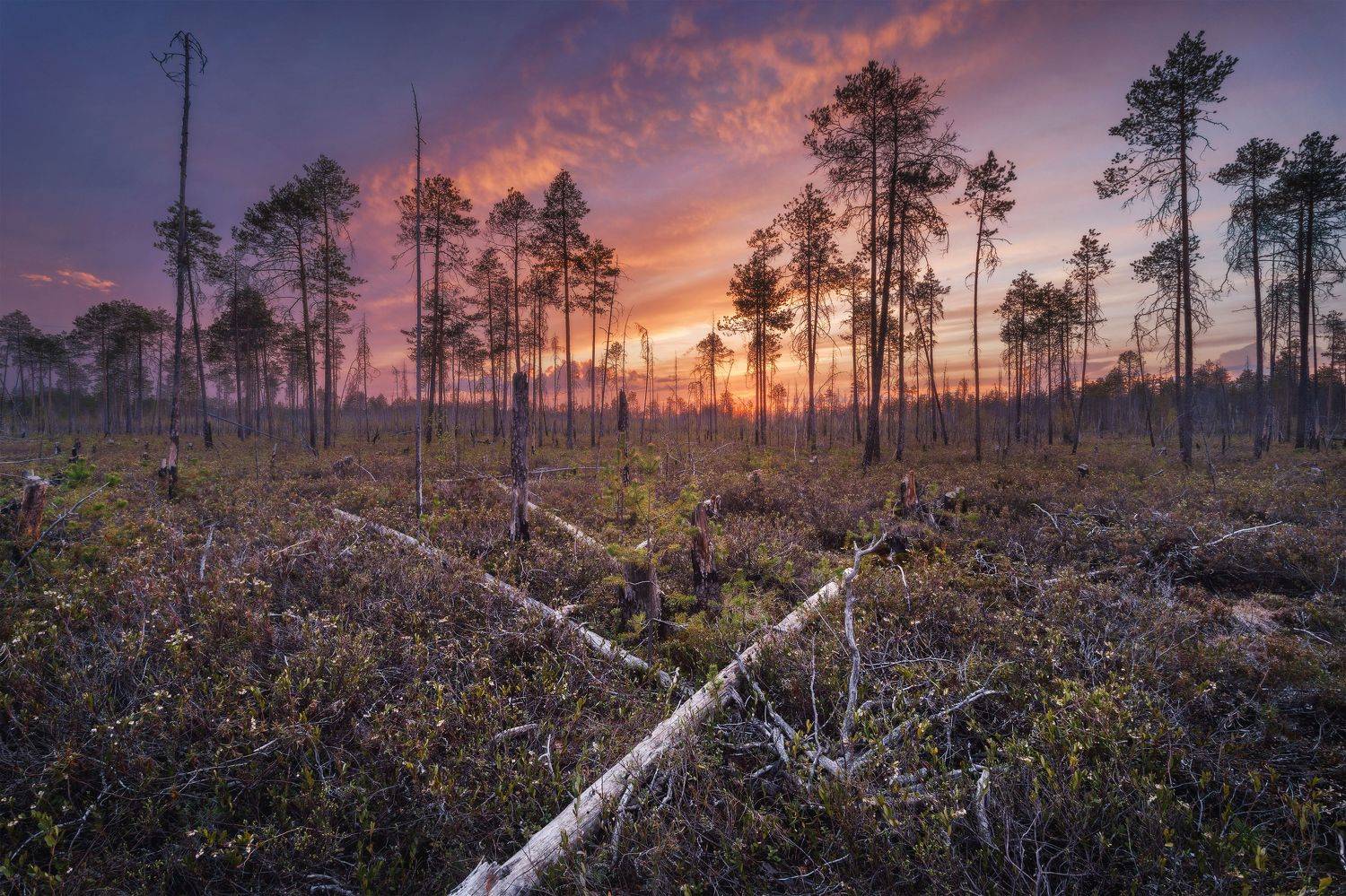 пейзаж, закат, сосны, небо, landscape, sunset, Иван Чаланов