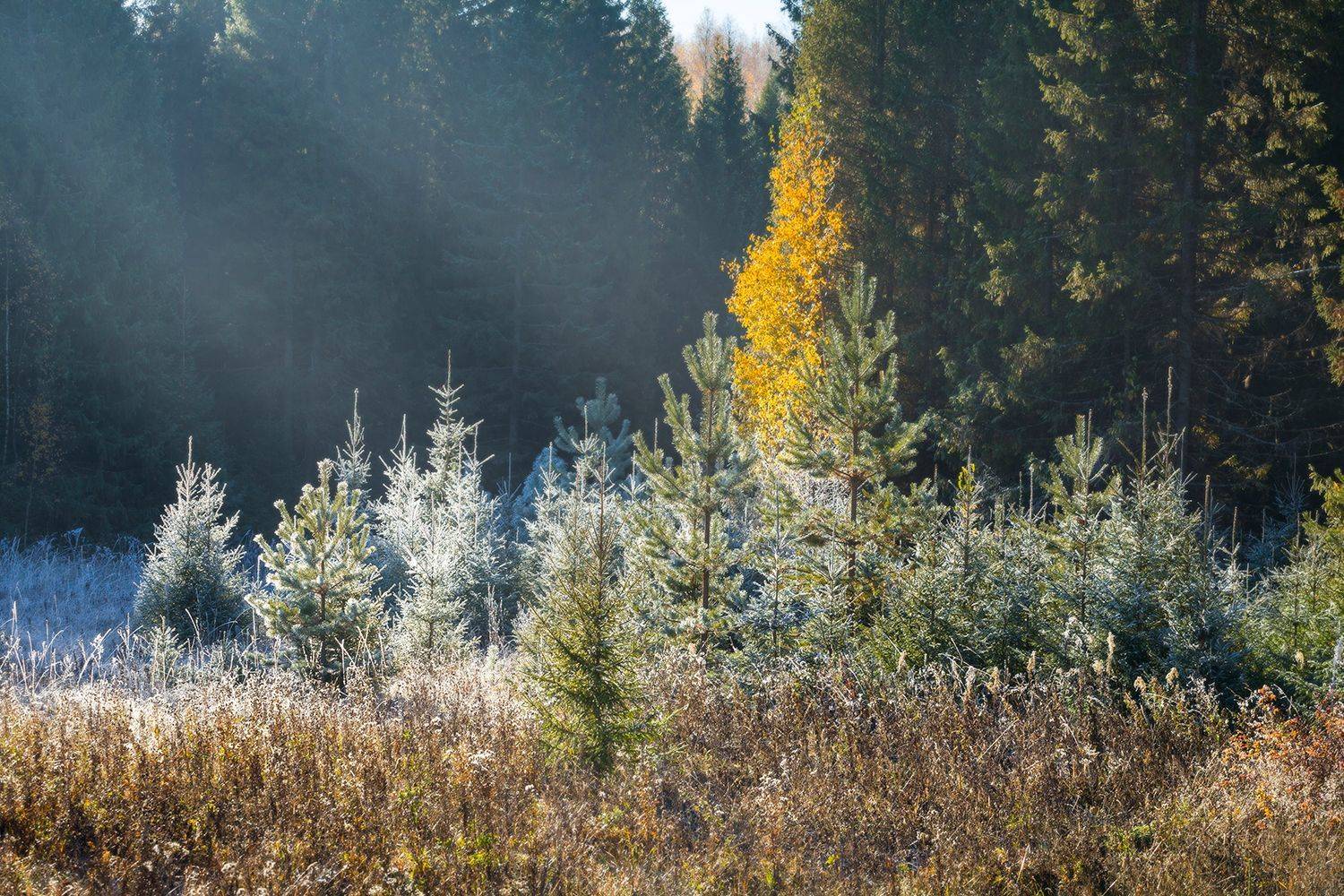 утро пейзаж иней свет береза, Сергей Буторин