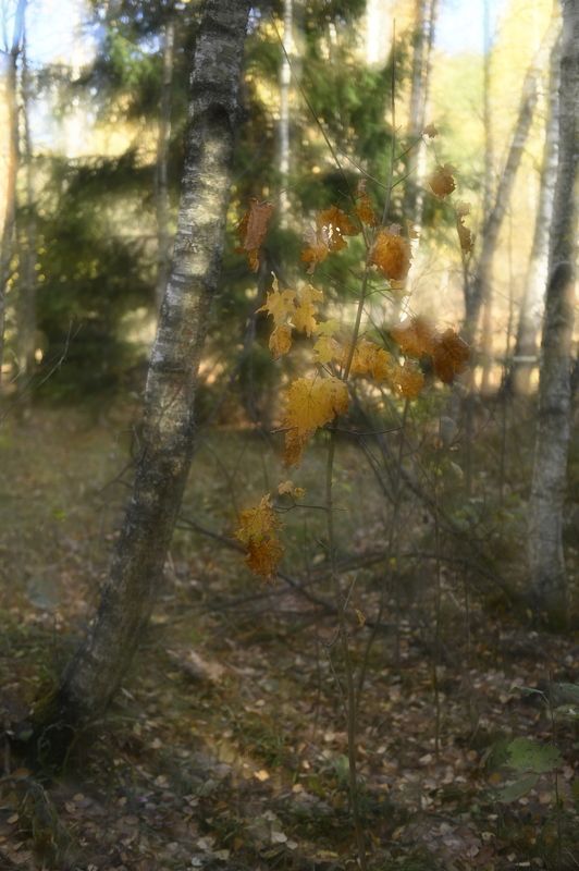 *** фото превью