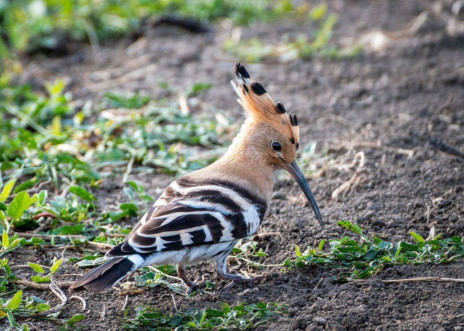 удод, Алексей Рыльский