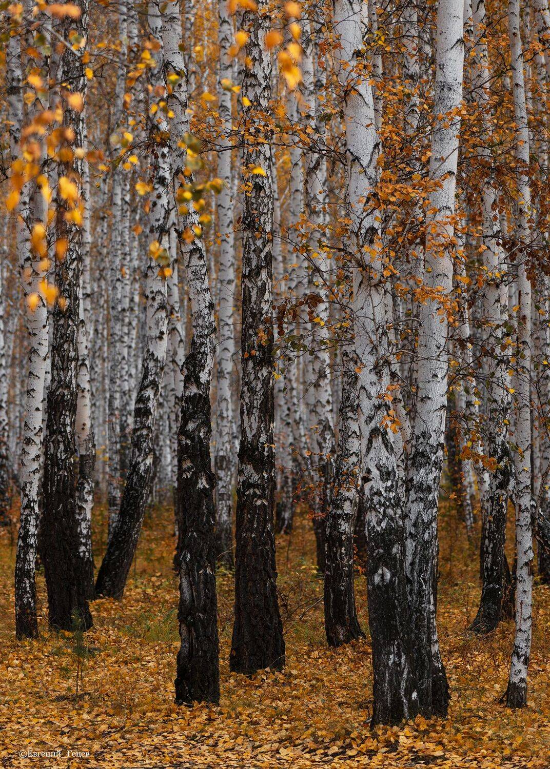 пейзаж, березы, роща, осень, Евгений Гецев