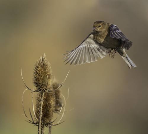Female Chaffinch in flight