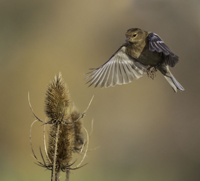 Female Chaffinch in flight фото превью