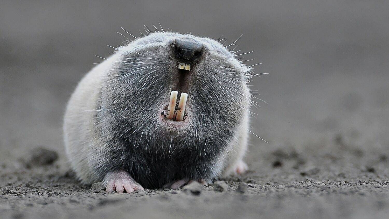 , Макеев Алексей