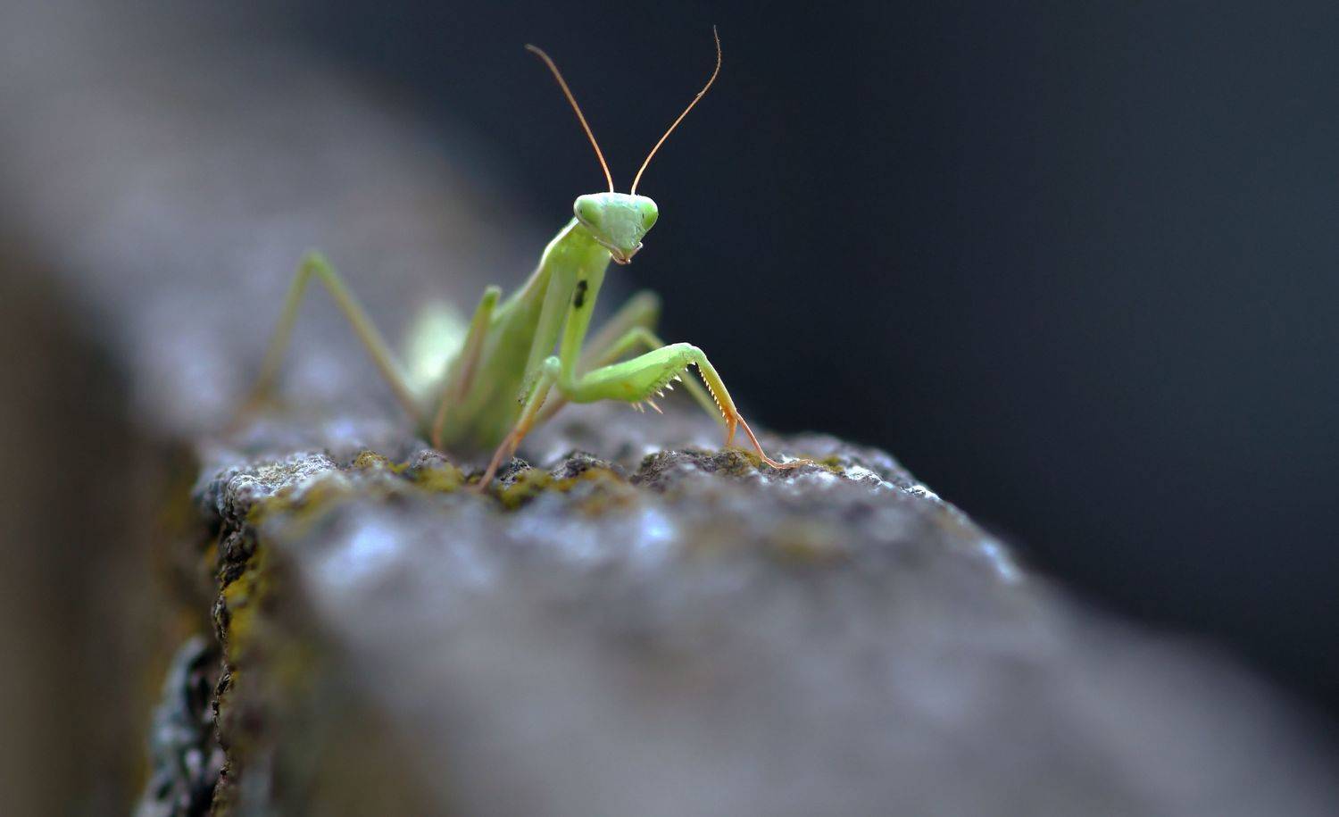 , Макеев Алексей