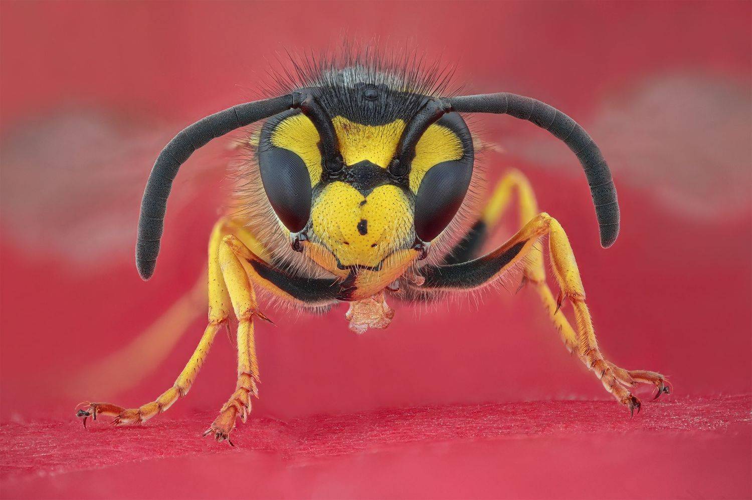 ceclii, macro, Tsvetan Ganev