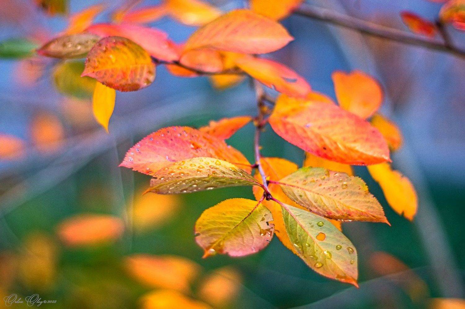 , Орлов Олег