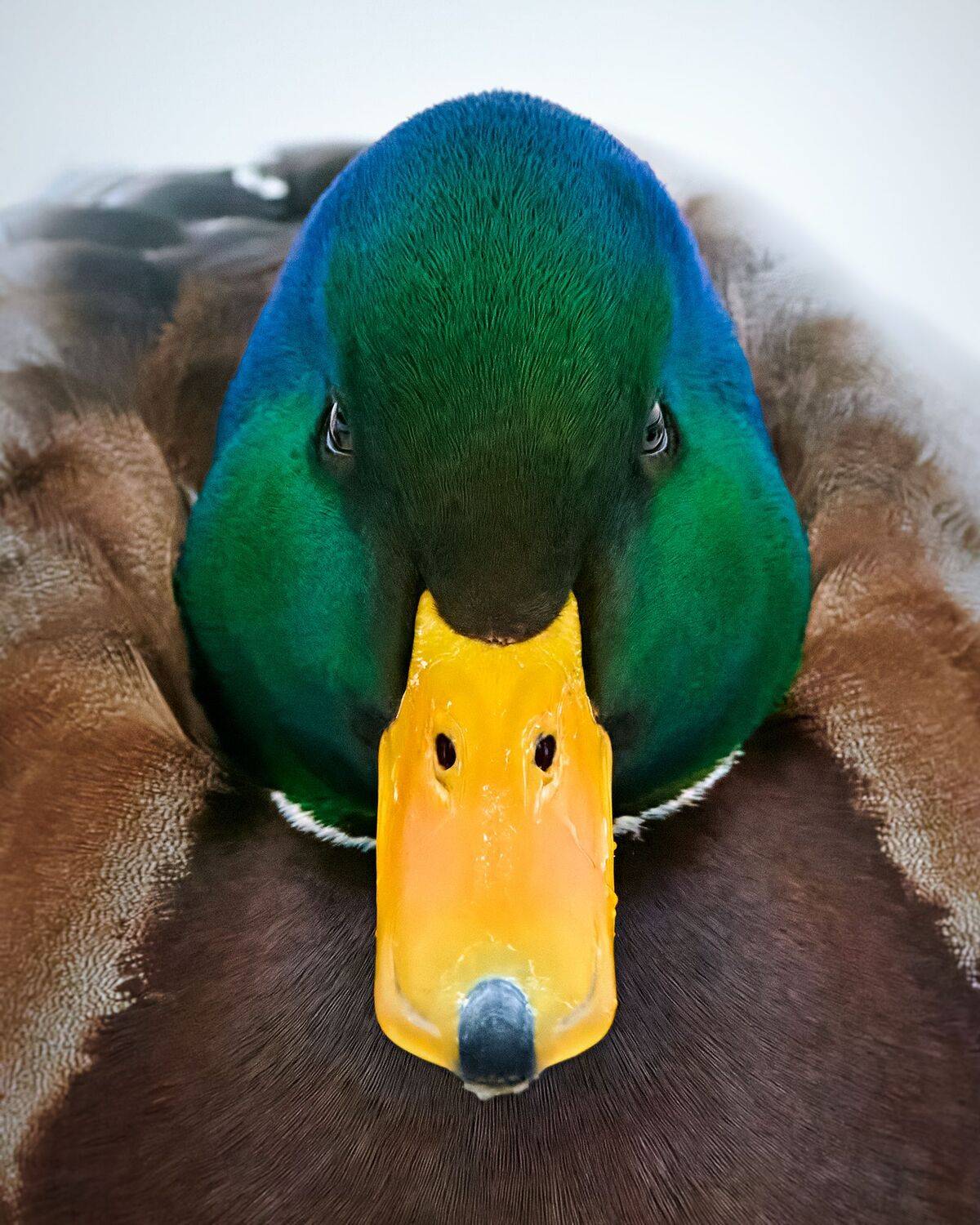 #bird #wildlife #nature #birdphotography, Александр Семенов