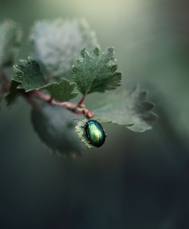 Зеленое на зеленом фото превью