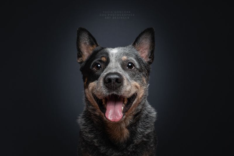 Собака - улыбака фото превью