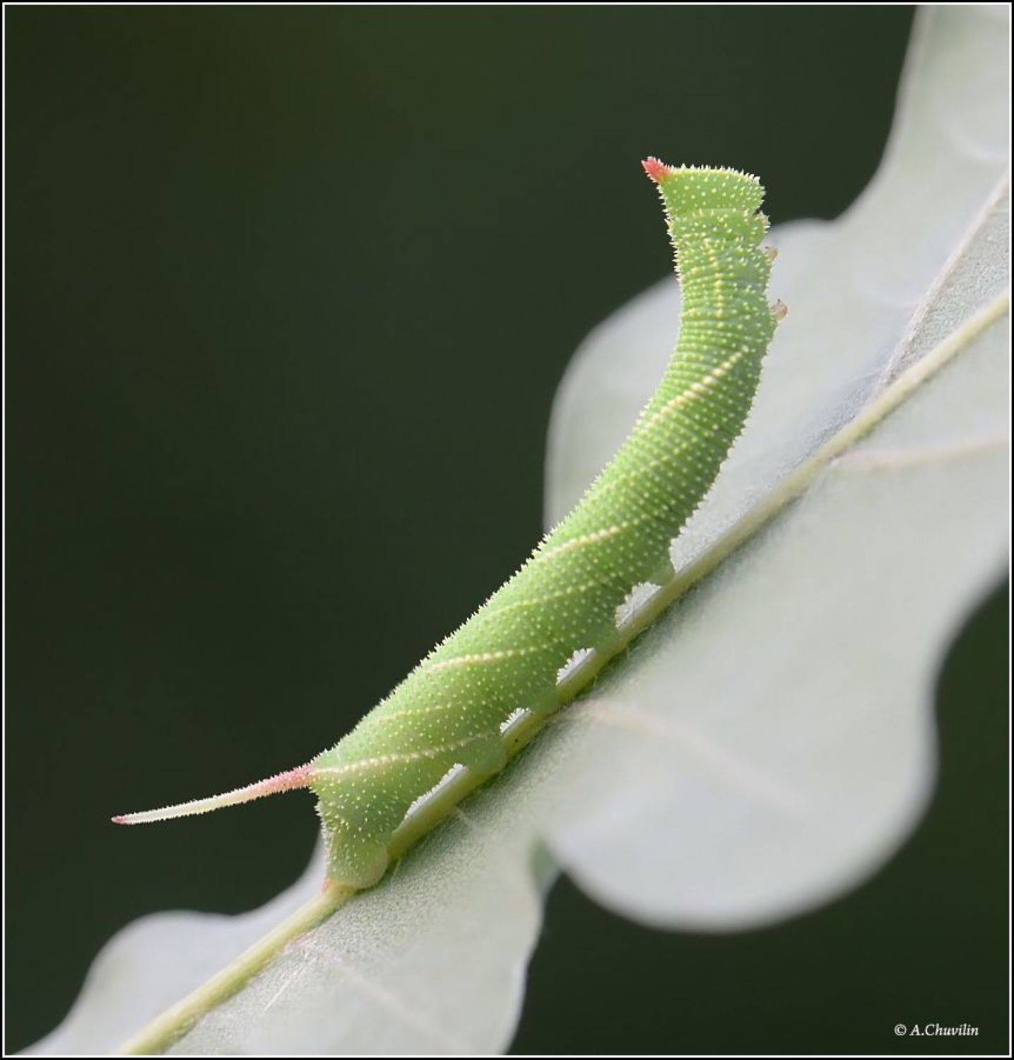гусеница,молодая,бражник,дубовый, Александр Чувилин