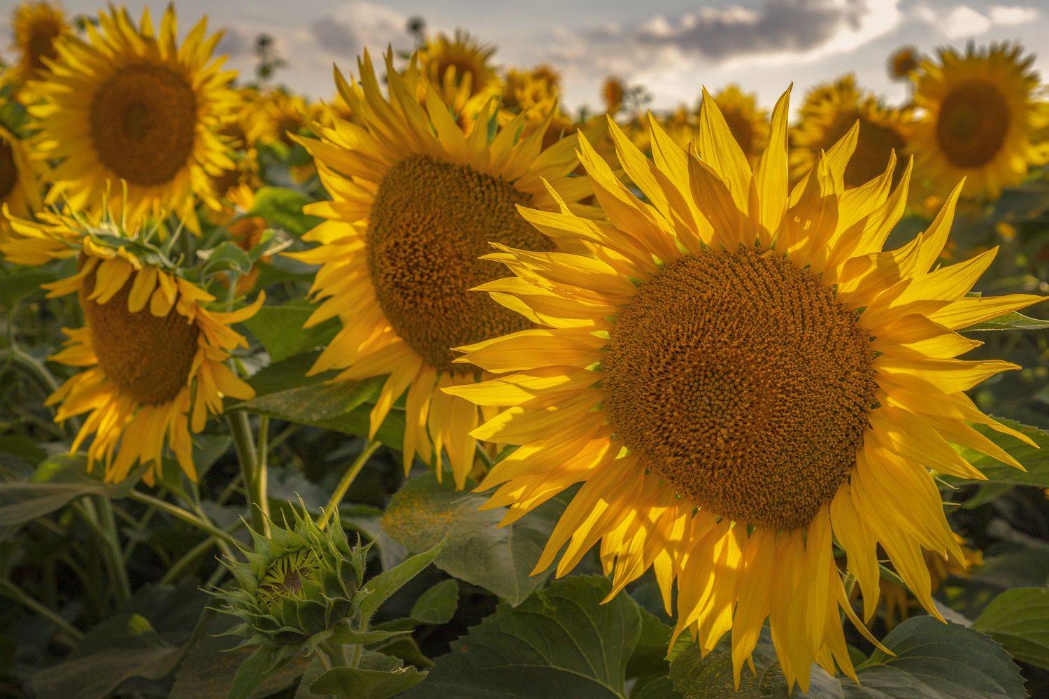 Тульская область, Гусева Елена