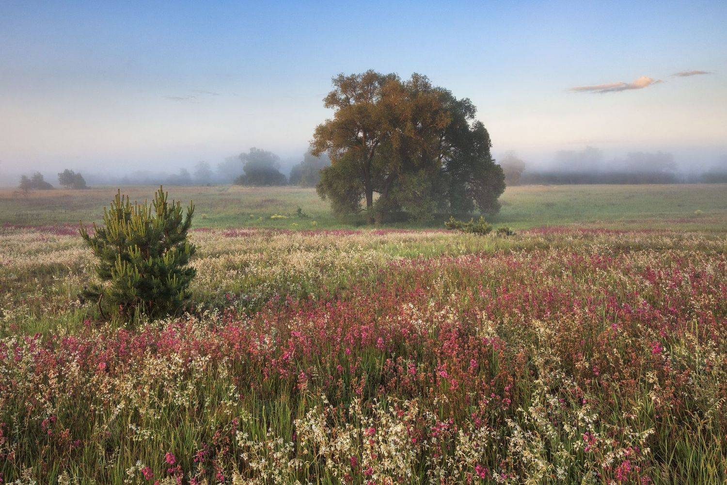 2019, россия, калужская область, пейзаж, утро, лето, поле, деревья, туман, цветы, трава, Денис Лукьяненко