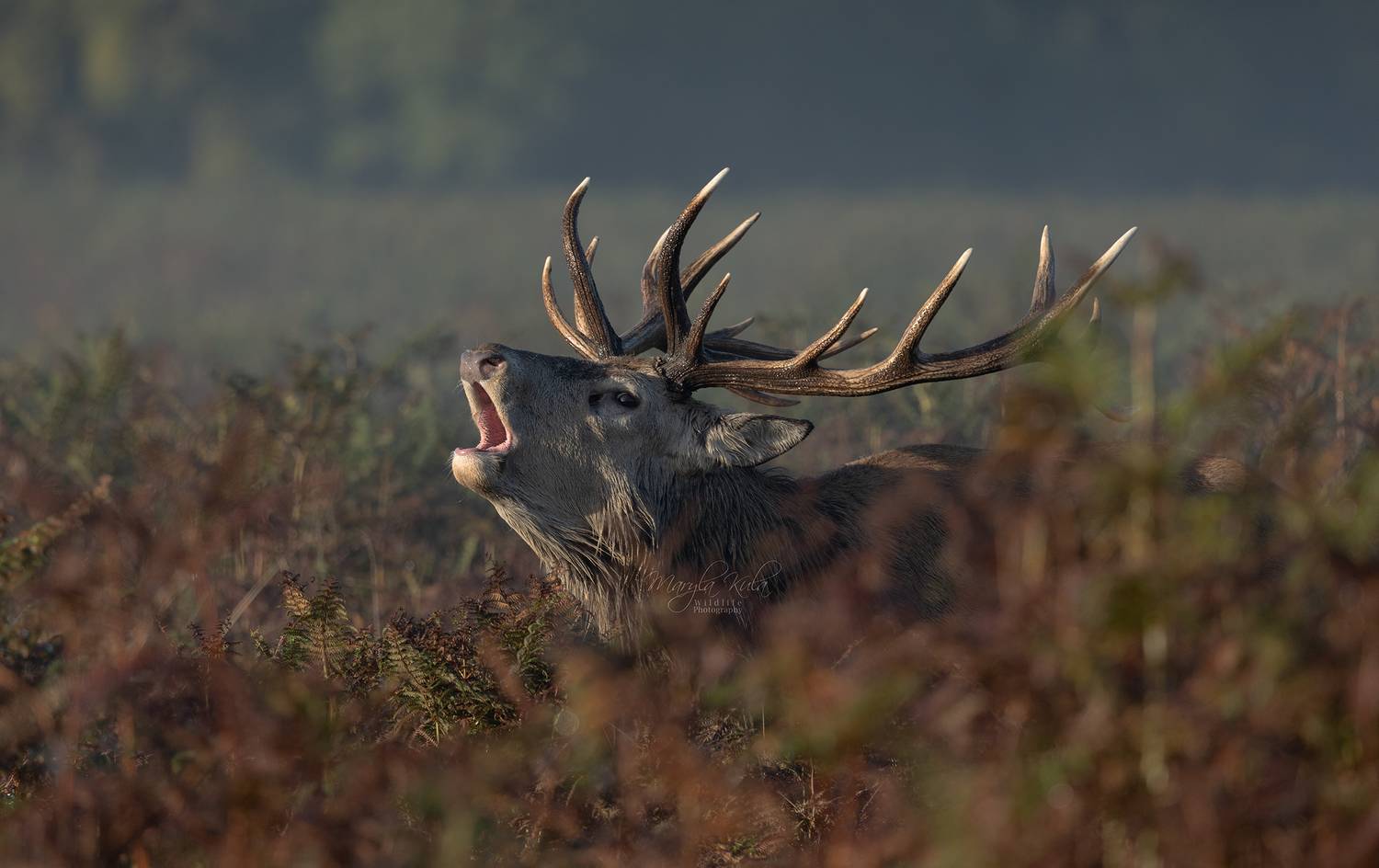 red deer, deer, sunset, animal, nature, wildlife, canon, MARIA KULA