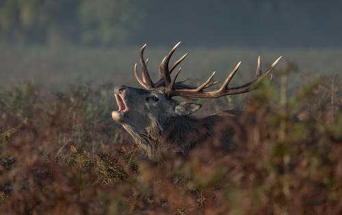 Red Deer bellowing