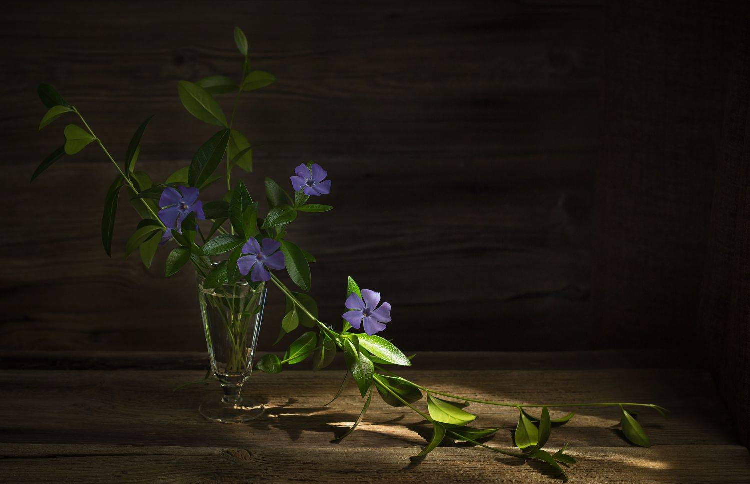 Барвинок, натюрморт, Хвойнова Елена