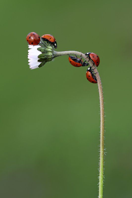 ladybugs фото превью