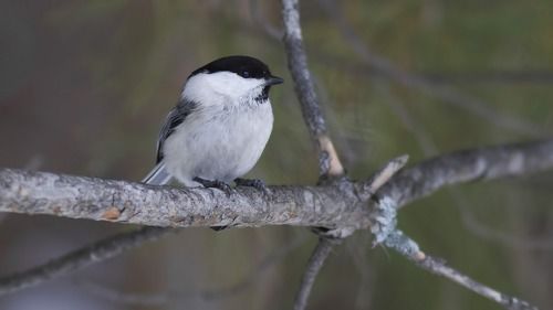 Willow tit.