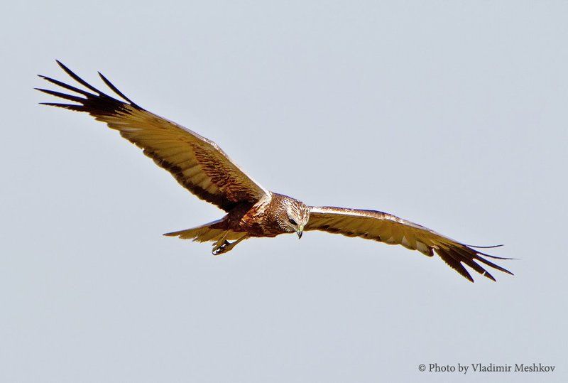 Montagu\'s harrier, female. фото превью