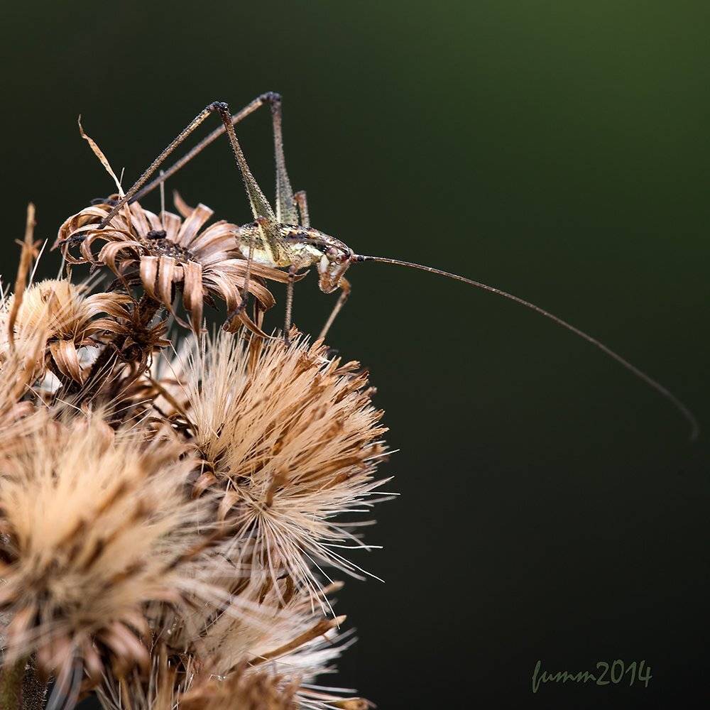 , Игорь ФУММ