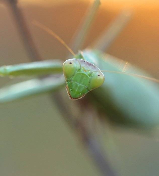 , Александр Журавлёв