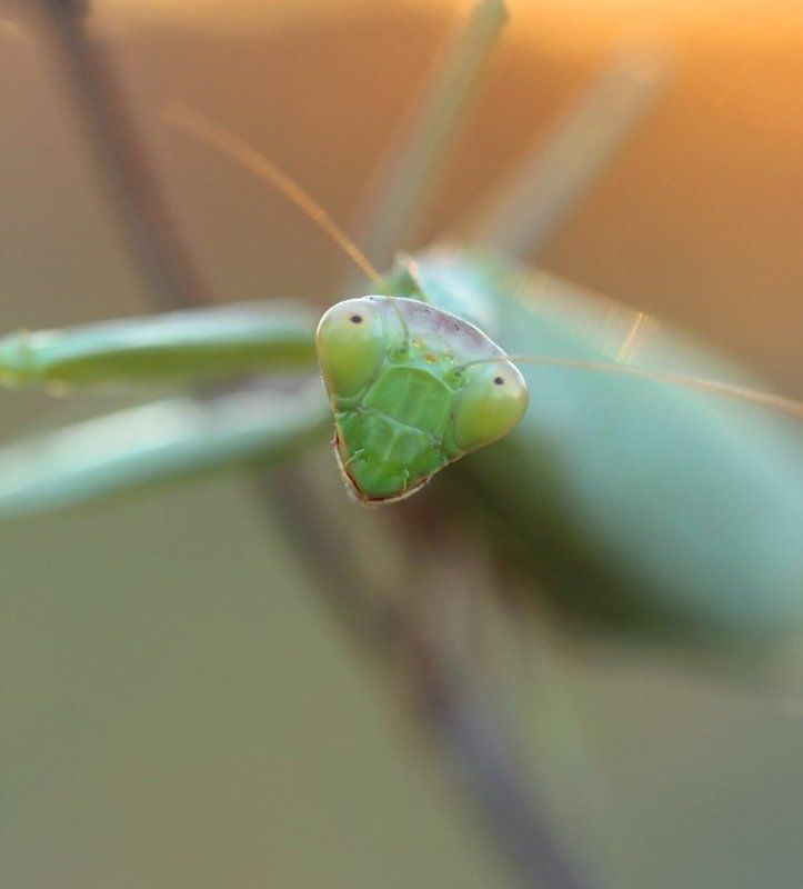 Портрет фото превью
