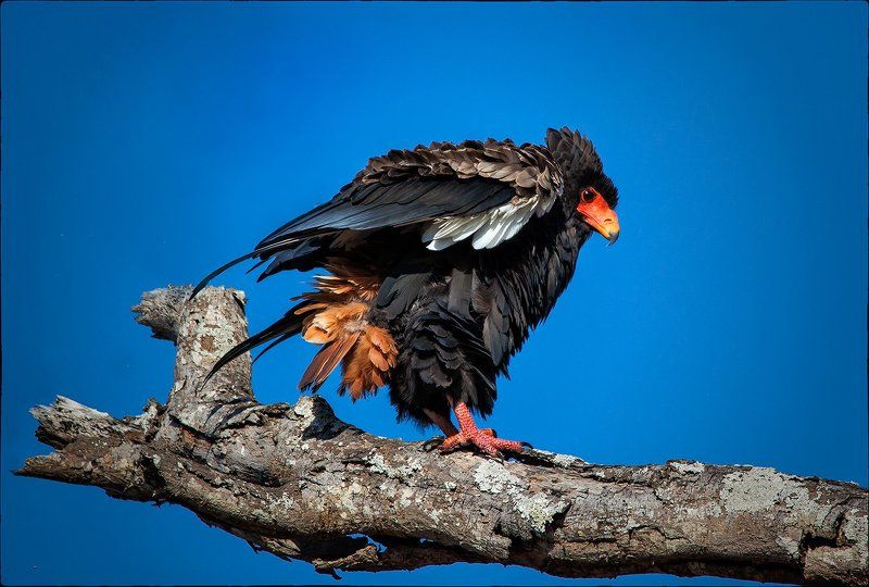 Предвзлетная проверка закрылков фото превью