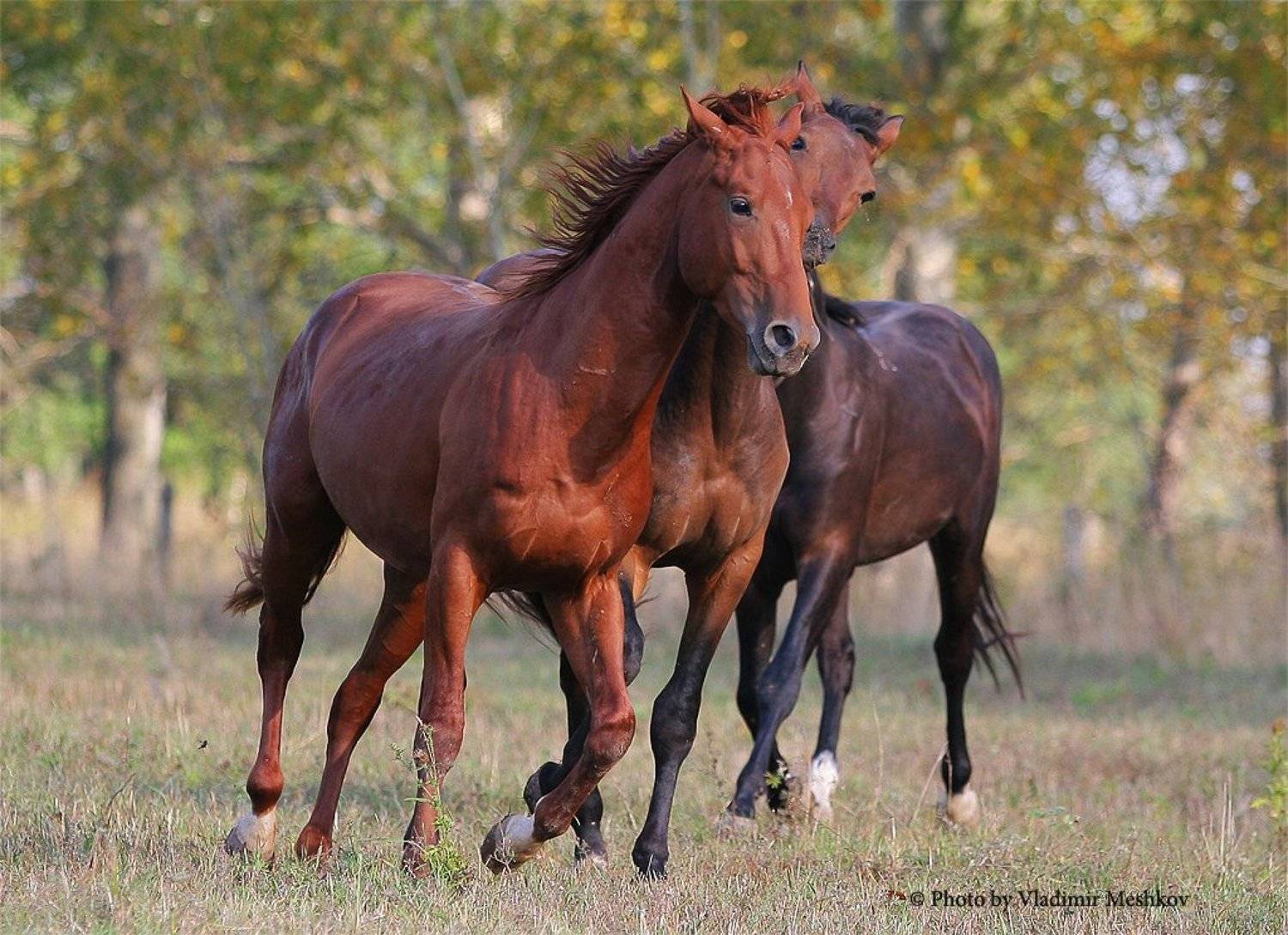 , &copy; =Vladimir Meshkov=
