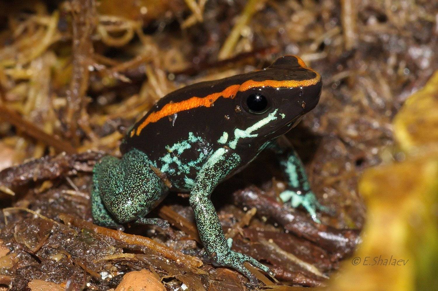 Frog, Golfodulcean poison frog, Phyllobates vittatus, Амфибии, Листолаз, Лягушка, Полосатый листолаз, Евгений