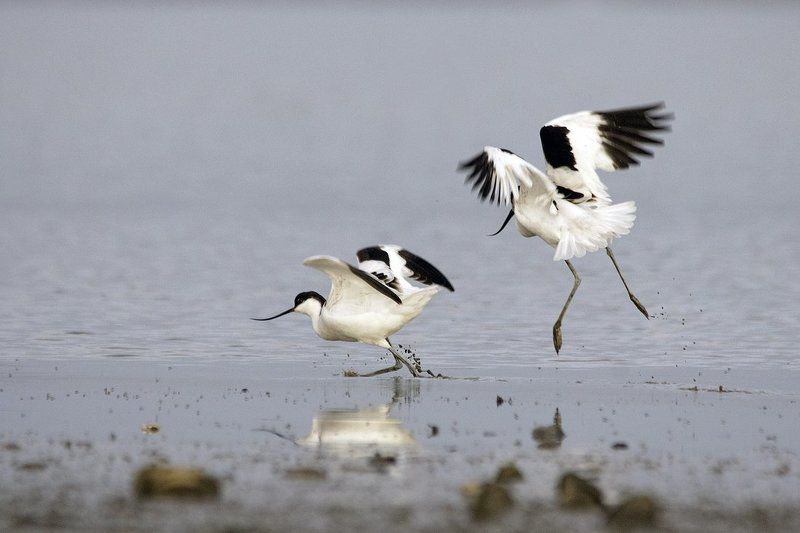 Борьба между Шилоклювки фото превью