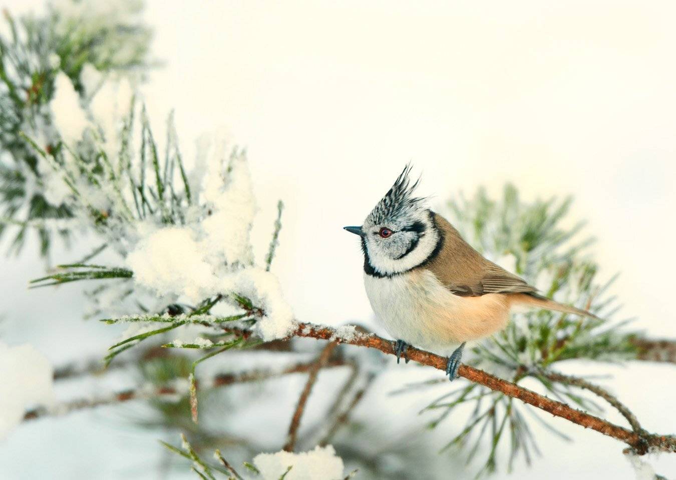 , Юрий Кулаков