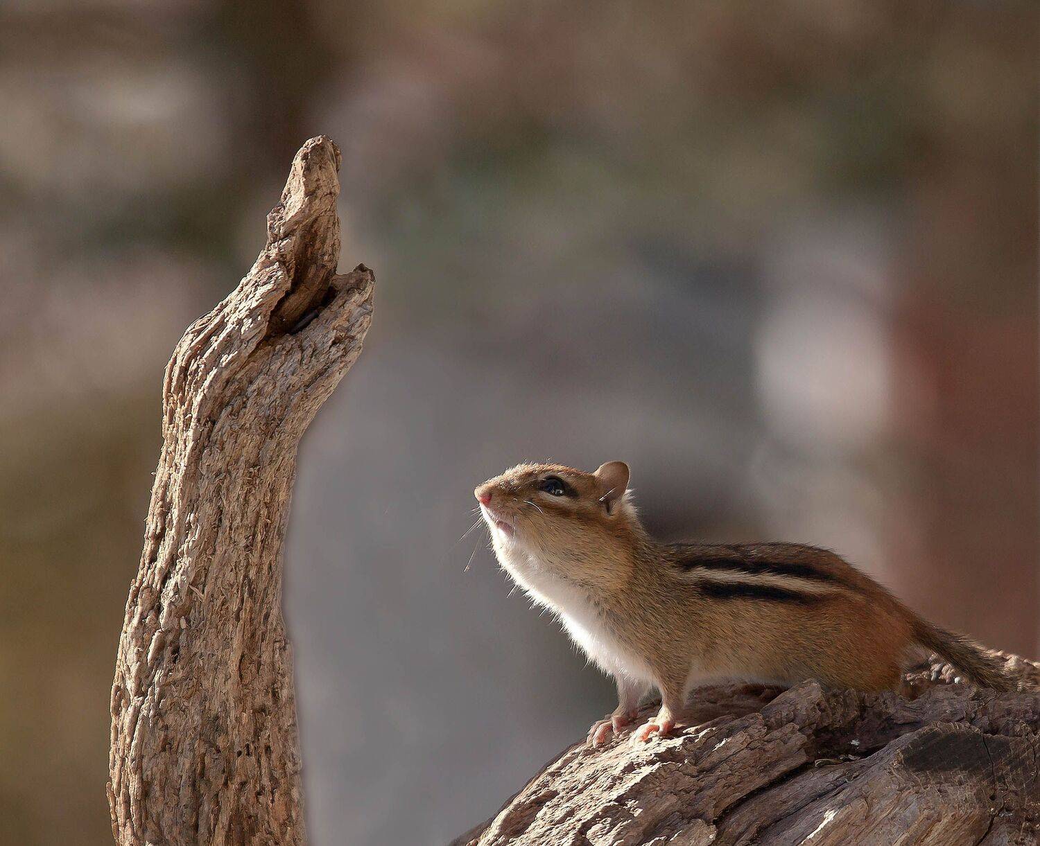 Бурундук, Животные, Природа, Фауна, Антонина