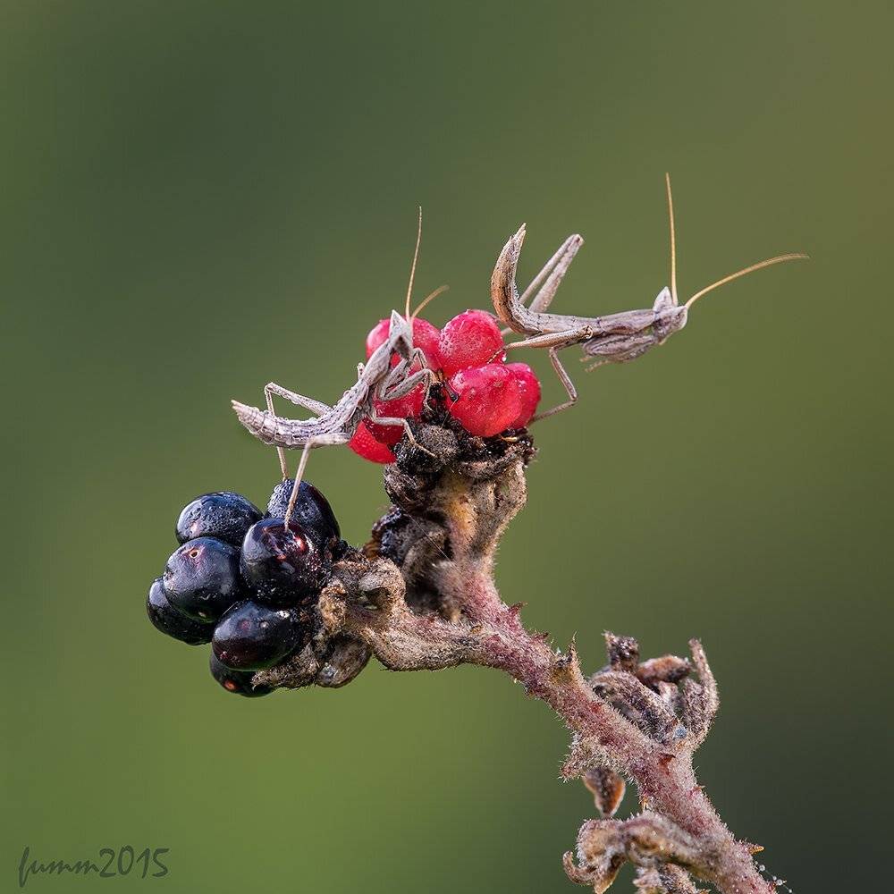 , Игорь ФУММ