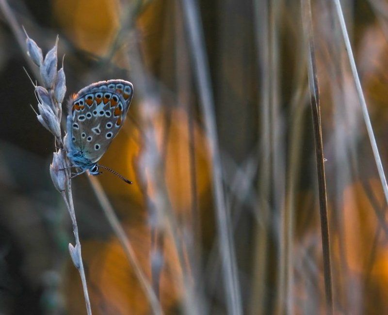 Вечерний уют... фото превью
