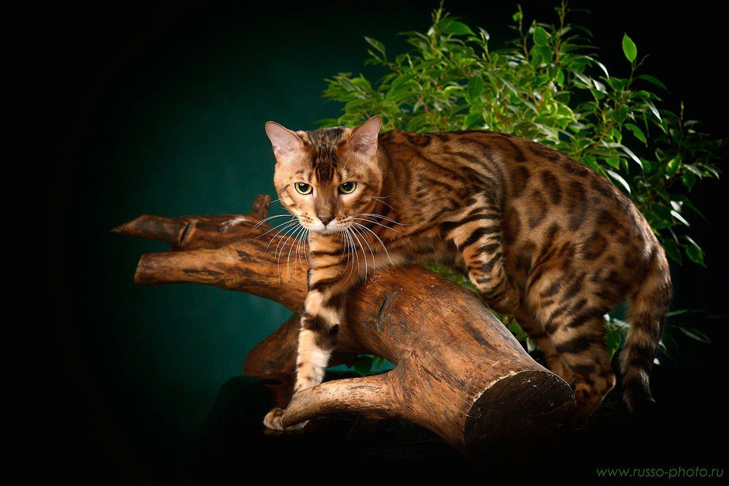 , Руссо Жанна