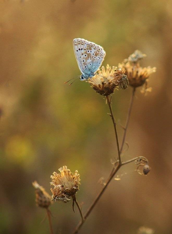 , Pawel Plucinski