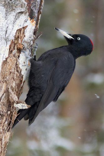 Black woodpecker