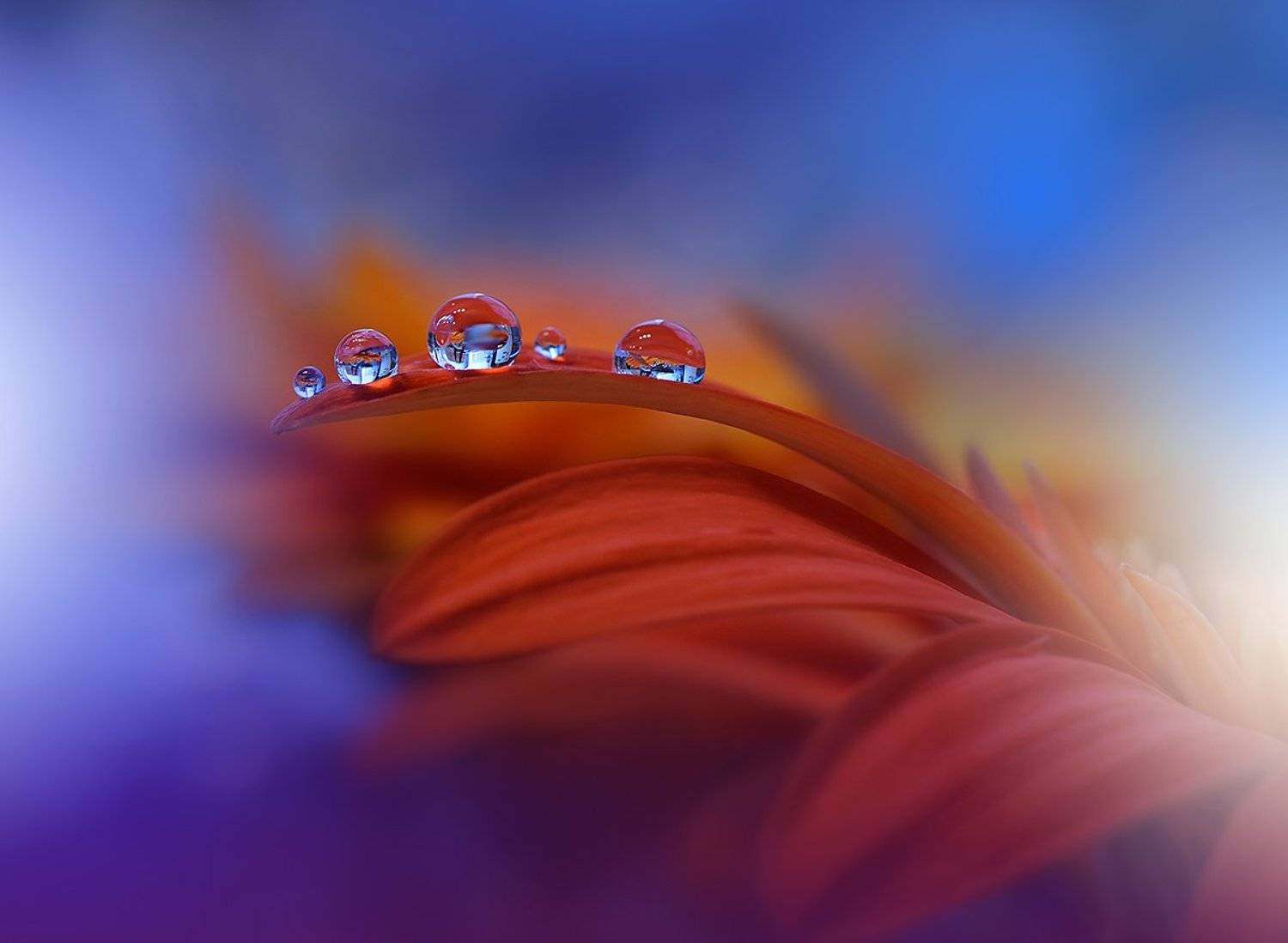 , Juliana Nan