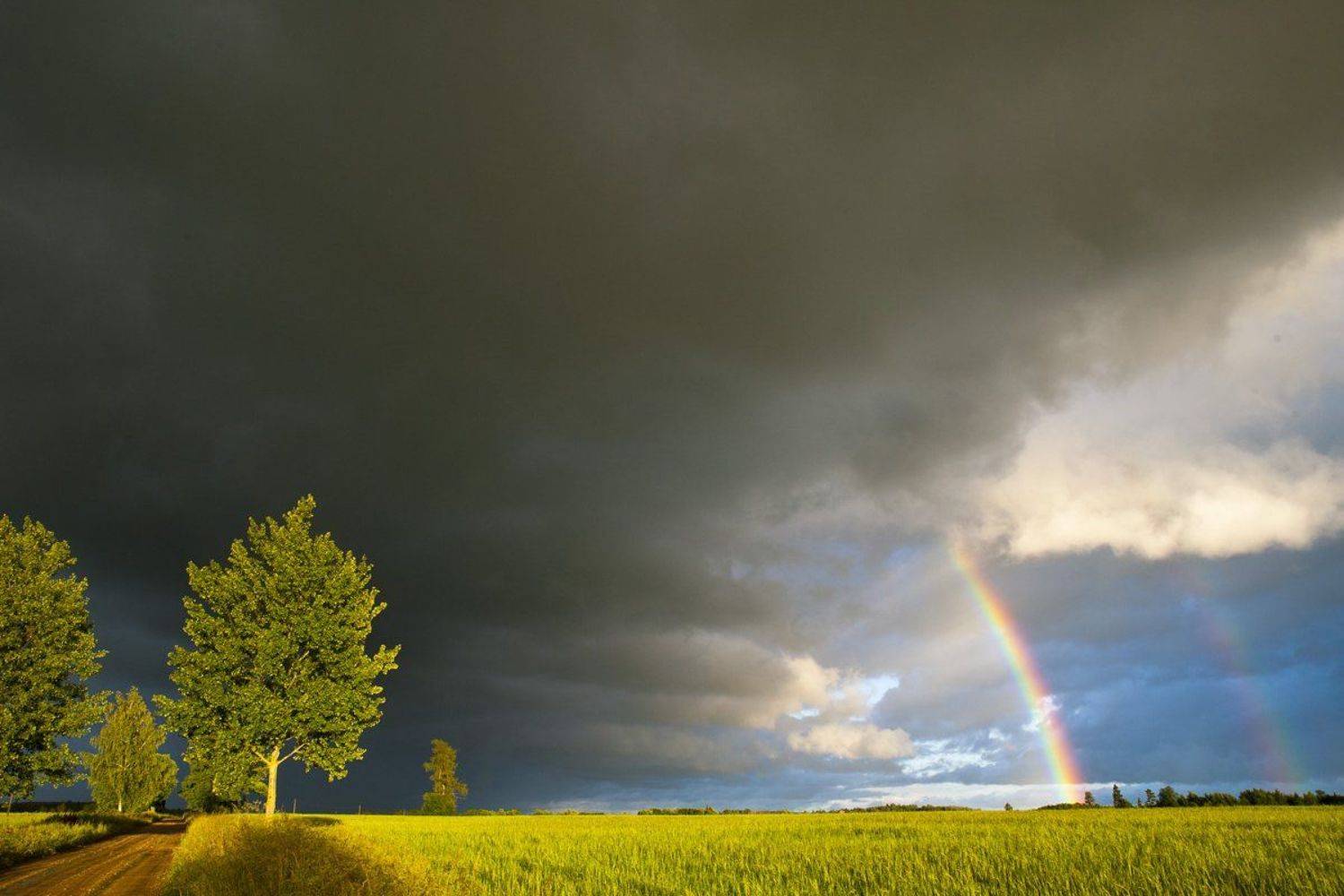 , Rimantas Bikulcius