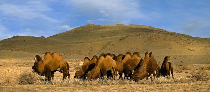 Animals, Camel, Camelidae, Camelus bactrianus, Central Asia region, Desert, Mountain pass, Russland, Tiere, Zentralasien, Бактрианы, Верблюды, Горный алтай, Животные, Зима, Пустыня, Чуйская степь Прогулка с бактрианами - 2 фото превью