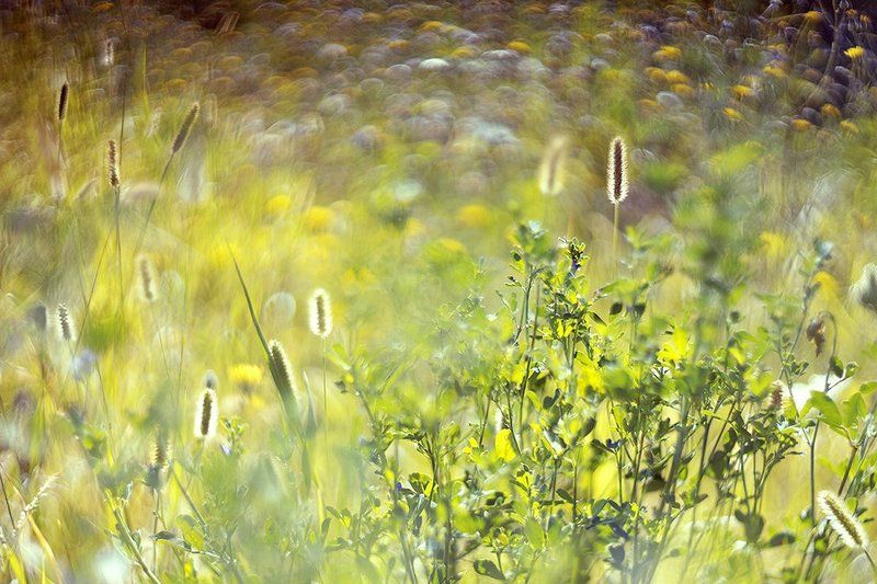Боке, Гелиос, Лето, Травы Summer impression фото превью