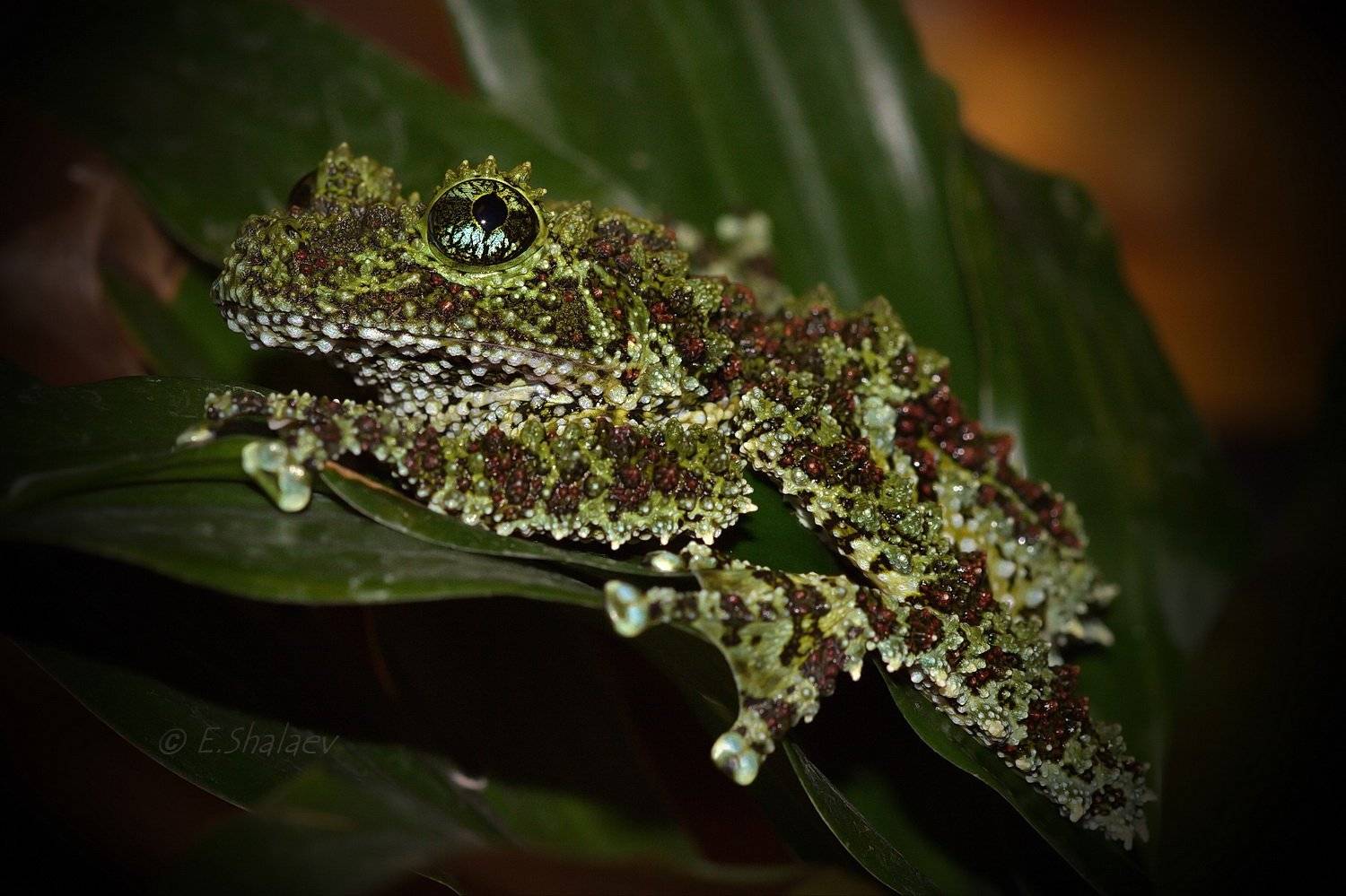 Frog, Mossy Frog, Theloderma corticale, Амфибии, Лягушка, Телодерма лишаистая, Евгений