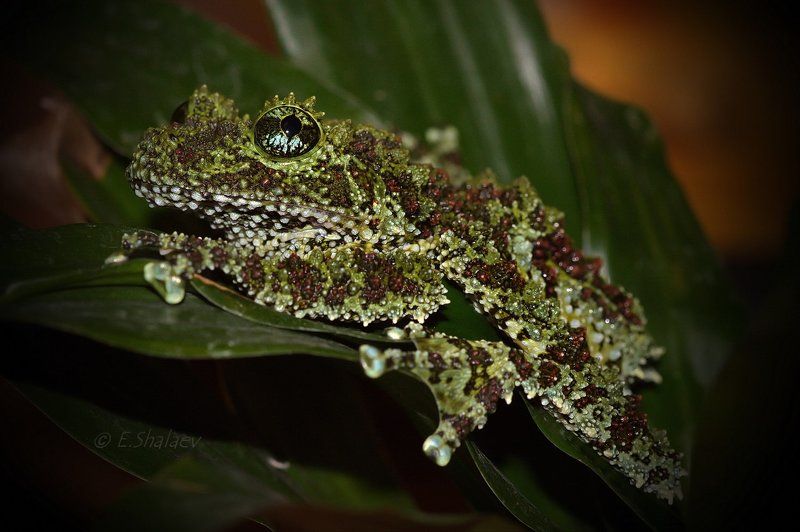 Frog, Mossy Frog, Theloderma corticale, Амфибии, Лягушка, Телодерма лишаистая Mossy Frog ,Телодерма лишаистая  - Theloderma corticale фото превью
