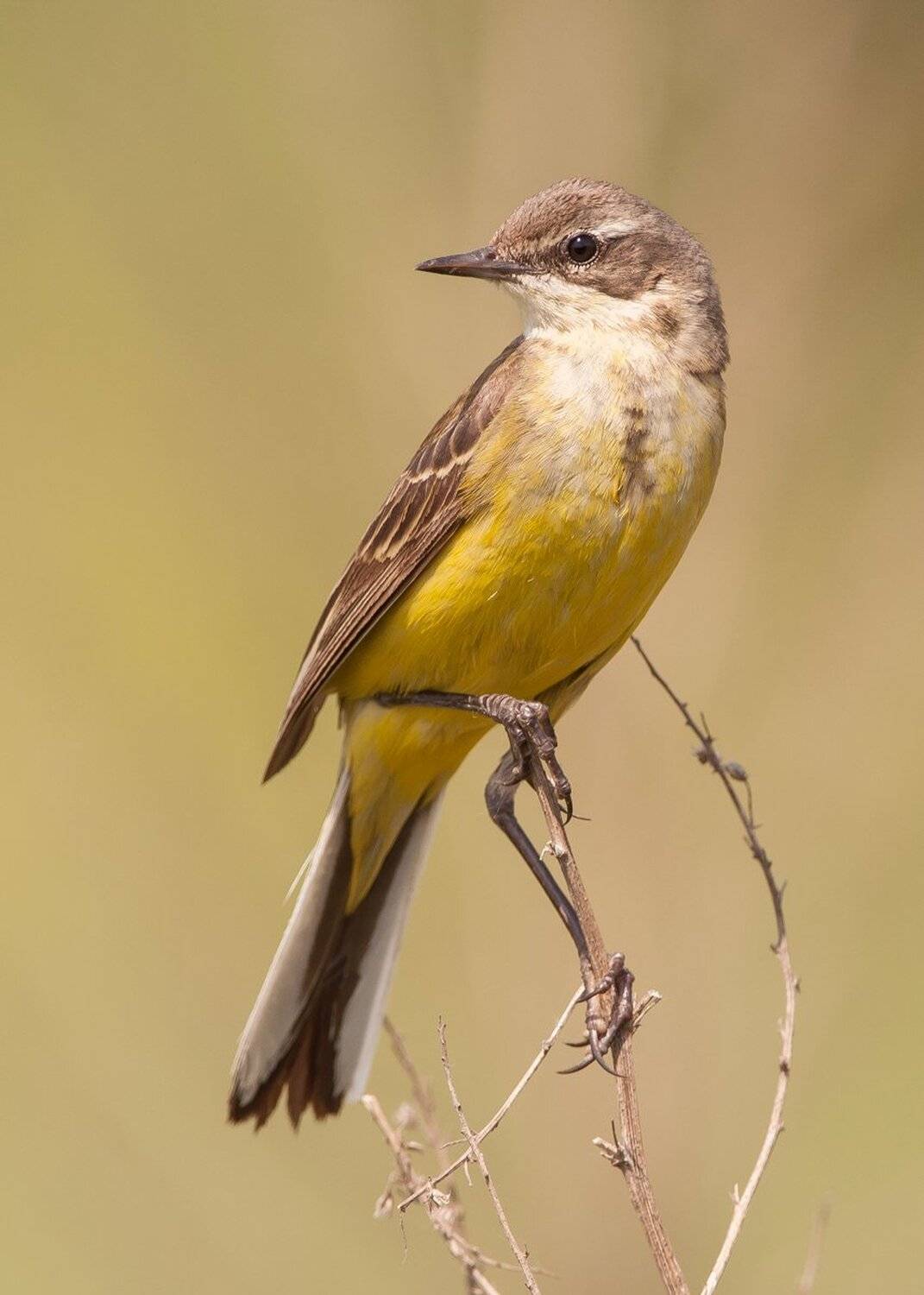 , Валерий Субачев
