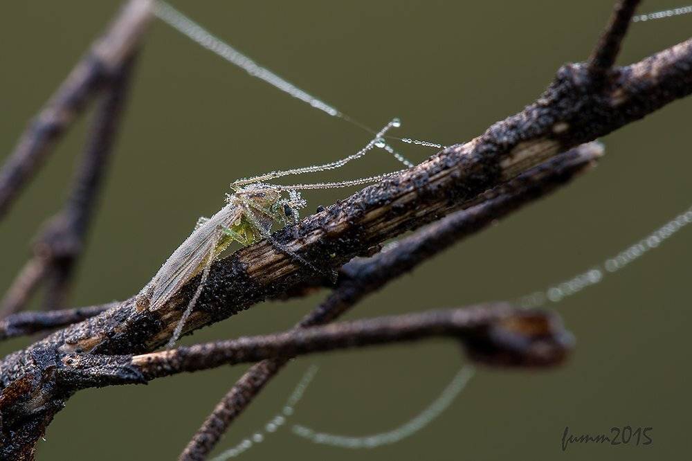 , Игорь ФУММ