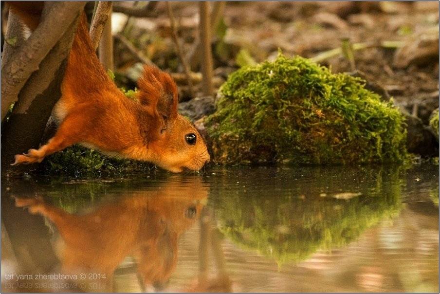 , Татьяна Жеребцова