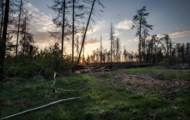 Жил-был лес фото превью