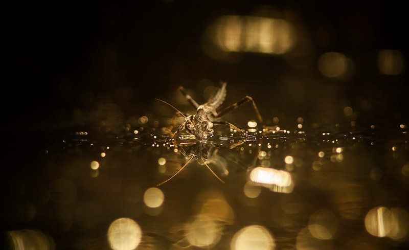 Солнечный удар. фото превью